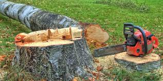 Best Tree Risk Assessment  in Puyallup, WA