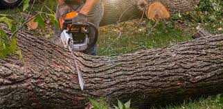 Best Hedge Trimming  in Puyallup, WA