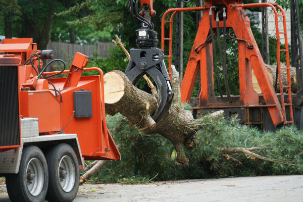 Best Lawn Drainage Solutions  in Puyallup, WA