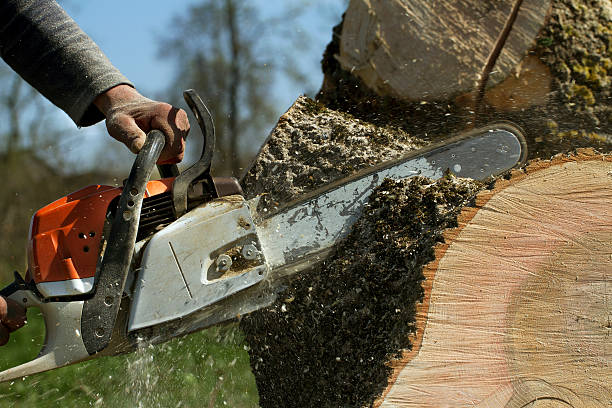 Best Tree Fertilization  in Puyallup, WA